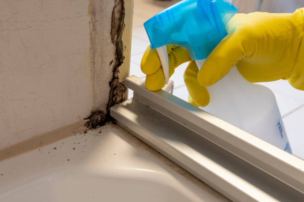 Mold Removal Process in Ara, AL